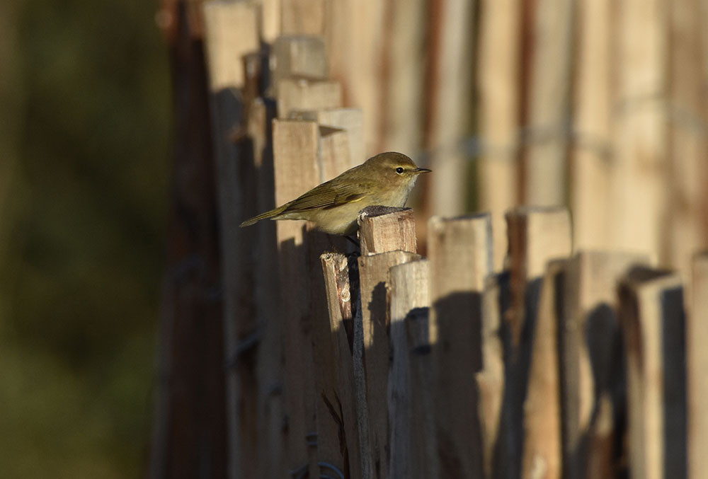 Mosquitero común en un parque urbano