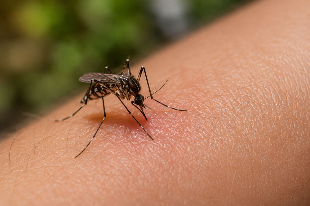 Mosquitos en casa