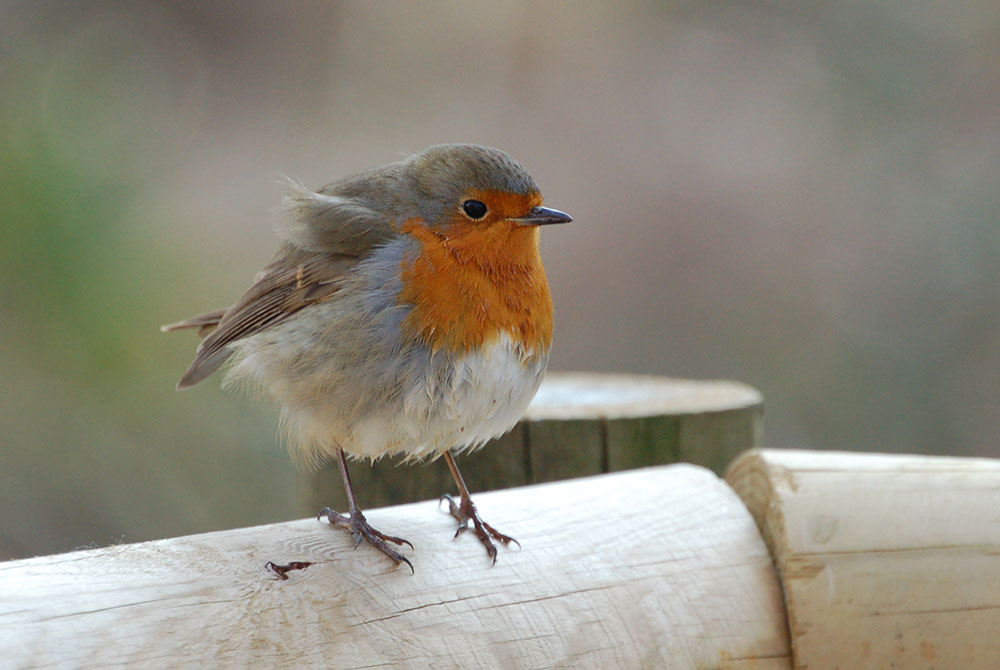 Petirrojo, birding