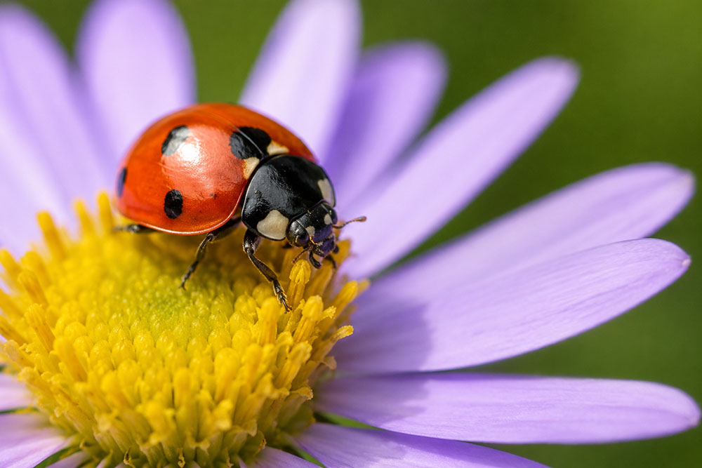 fotografía macro
