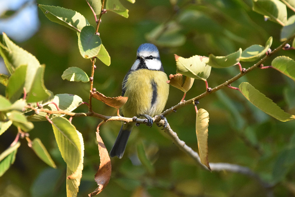 Aves urbanas: cómo se han adaptado a vivir con nosotros