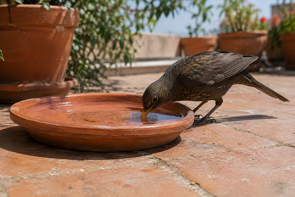 Cómo ayudar a los pájaros durante una ola de calor