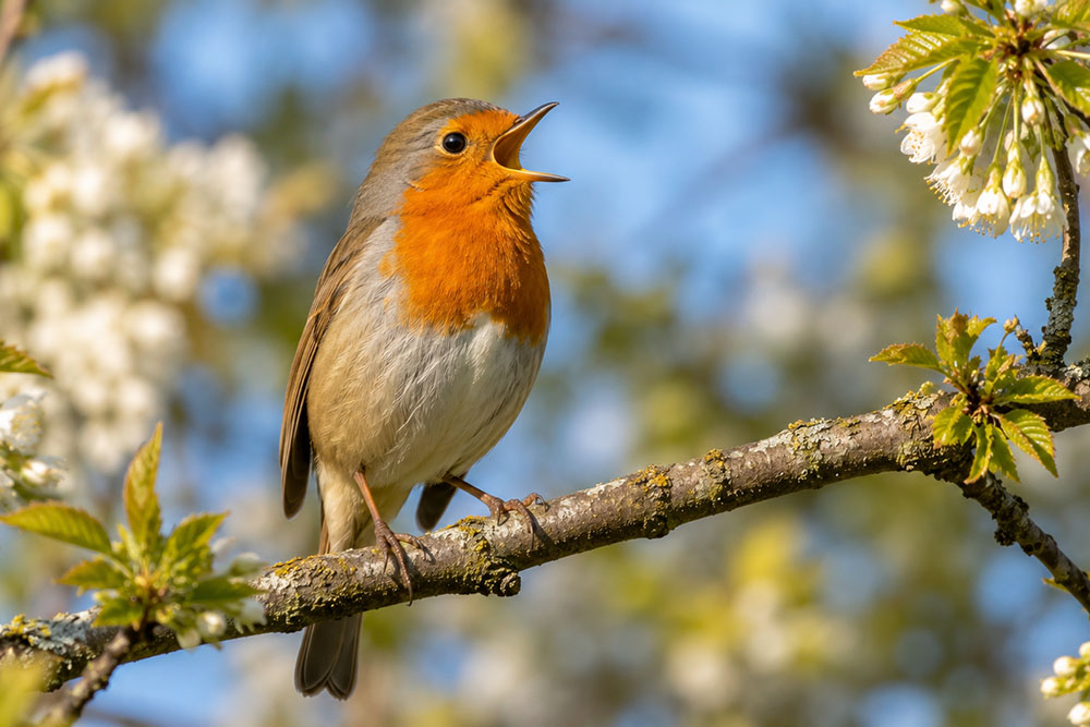 Cómo reconocer aves por su canto