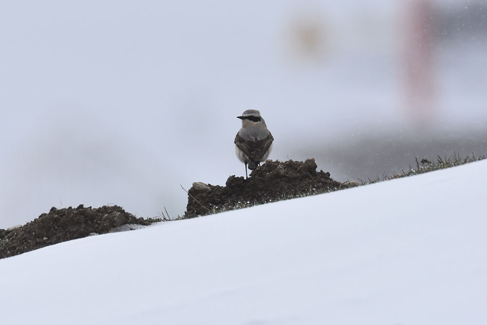 Cómo sobreviven los pájaros al frío