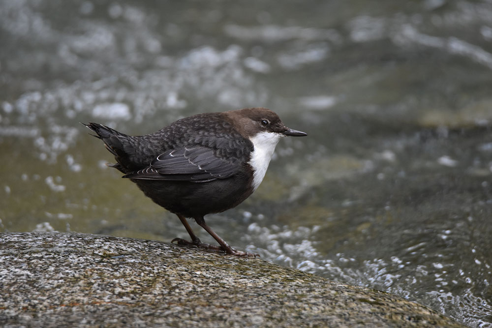Cuál es la mejor hora para observar aves