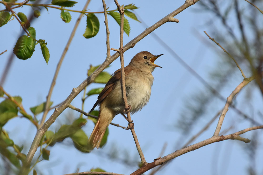 Por qué cantan los pájaros