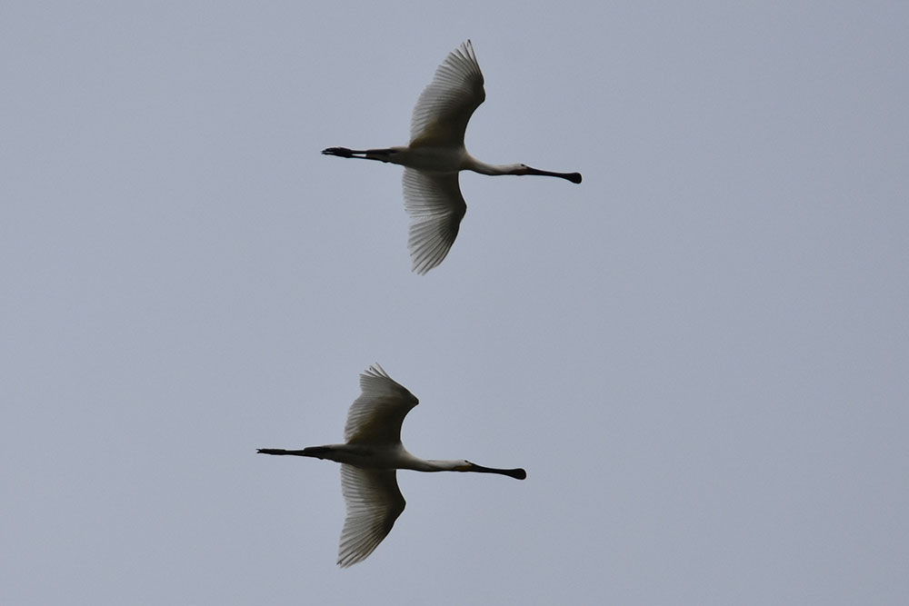 Por qué migran las aves