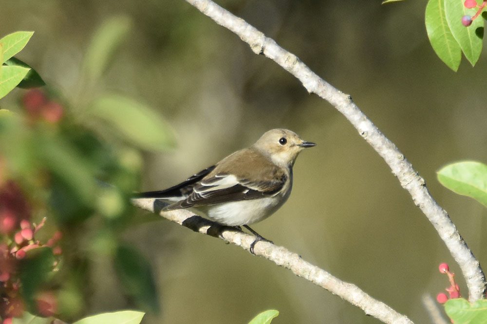 papamoscas cerrojillo